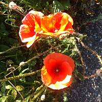 Kwiaty ogrodowe i polne :)