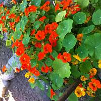 Kwiaty ogrodowe i polne :)