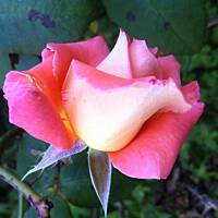 Kwiaty ogrodowe i polne :)