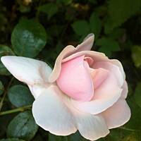 Kwiaty ogrodowe i polne :)