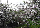 cudownie kwitnące jabłonie