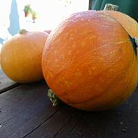 Karmelizowana dynia do obiadu - dar jesieni :)