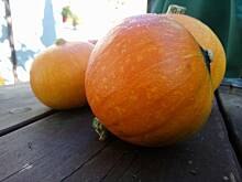 Fot. Dżanina Fonda, Karmelizowana dynia do obiadu - dar jesieni :)