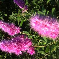 Kwiaty ogrodowe i polne :)