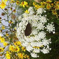 Kwiaty ogrodowe i polne :)