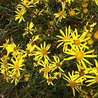 Kwiaty ogrodowe i polne :)