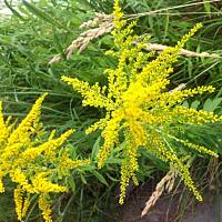 Kwiaty ogrodowe i polne :)