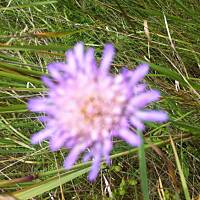 Kwiaty ogrodowe i polne :)