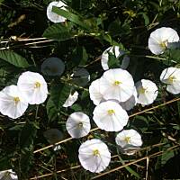 Kwiaty ogrodowe i polne :)