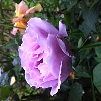 Kwiaty ogrodowe i polne :)