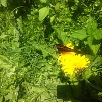 Kwiaty ogrodowe i polne :)