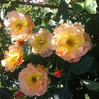 Kwiaty ogrodowe i polne :)