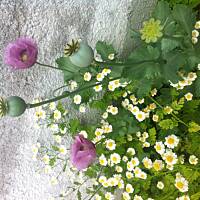 Kwiaty ogrodowe i polne :)