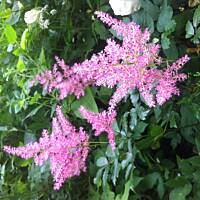 Kwiaty ogrodowe i polne :)