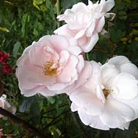 Kwiaty ogrodowe i polne :)