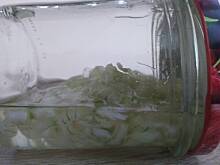 Fot. s_anka88, Syrop z cebuli na przeziebienie