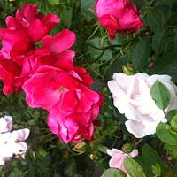 Kwiaty ogrodowe i polne :)