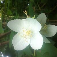 Kwiaty ogrodowe i polne :)