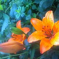 Kwiaty ogrodowe i polne :)