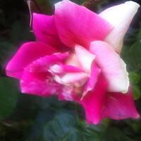 Kwiaty ogrodowe i polne :)