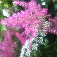 Kwiaty ogrodowe i polne :)