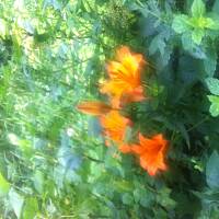 Kwiaty ogrodowe i polne :)