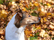 Fot. Wkn, Pan Morelka 2016