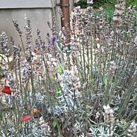 ogrodowo ... cz.5 (juź jesiennie)