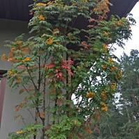 ogrodowo ... cz.5 (juź jesiennie)