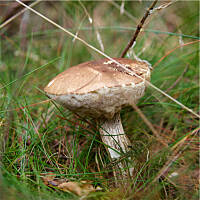 Kozak znaleziony tuż przy drodze, ale nie zebrany z powodu wielkiej suszy. Zostawiłam go na grzybnię, mając nadzieję, że inni grzybiarze nie okażą się bardziej pazerni - w końcu w czasie suszy i tak wszystkie grzyby oprócz kurek robaczywe :)