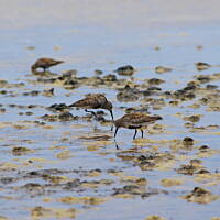 ptaki posilające się na zbiornikach w Salinas de Fuencaliente