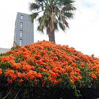 wiata z kwiatów w Santa Cruz