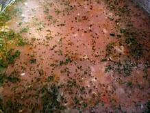 Fot. ekkore, Zupa marchewkowo-imbirowa