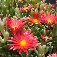 roślinność na skałach