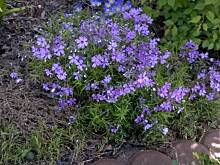 Fot. pwyso, ... ogrodowo