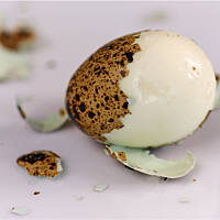 Jak obierać jajka przepiórcze?