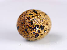 Fot. Wkn, Jak obierać jajka przepiórcze?