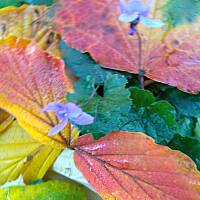 Fiołki wonne, wędrowniczki - dzikuski 