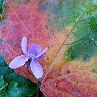 Fiołki wonne, wędrowniczki - dzikuski 