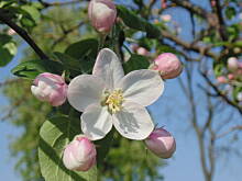 Fot. megi65, Lato wiosną ?