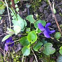 Kwiaty ogrodowe i polne :)