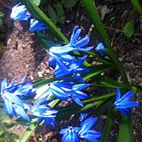 Kwiaty ogrodowe i polne :)