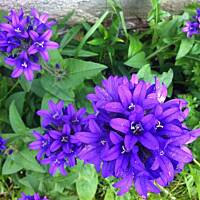 Kwiaty ogrodowe i polne :)