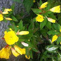 Kwiaty ogrodowe i polne :)