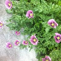 Kwiaty ogrodowe i polne :)