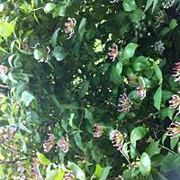 Kwiaty ogrodowe i polne :)