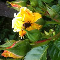 Kwiaty ogrodowe i polne :)