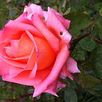 Kwiaty ogrodowe i polne :)