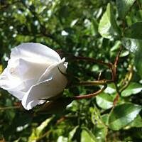 Kwiaty ogrodowe i polne :)