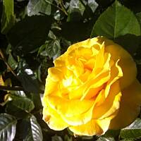 Kwiaty ogrodowe i polne :)